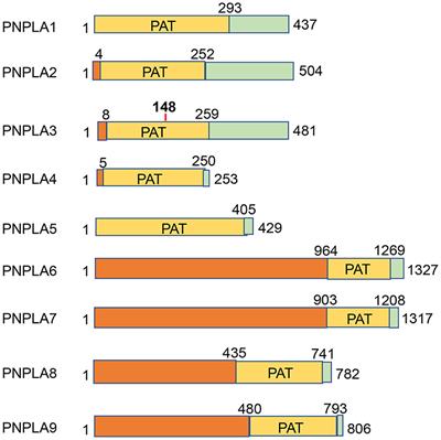 PNPLA3—A Potential Therapeutic Target for Personalized Treatment of Chronic Liver Disease